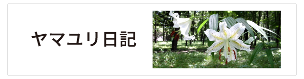 ヤマユリ日記