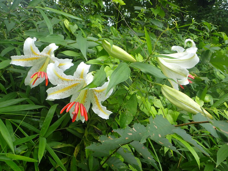 ヤマユリの初開花