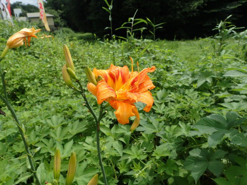 ヤブカンゾウの花