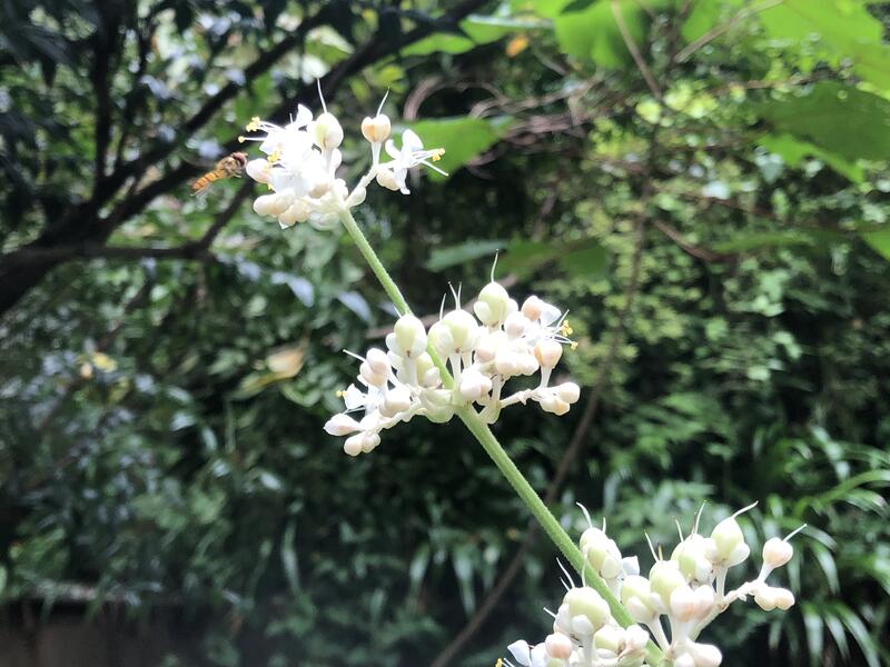 ヤブミョウガの花とアブ